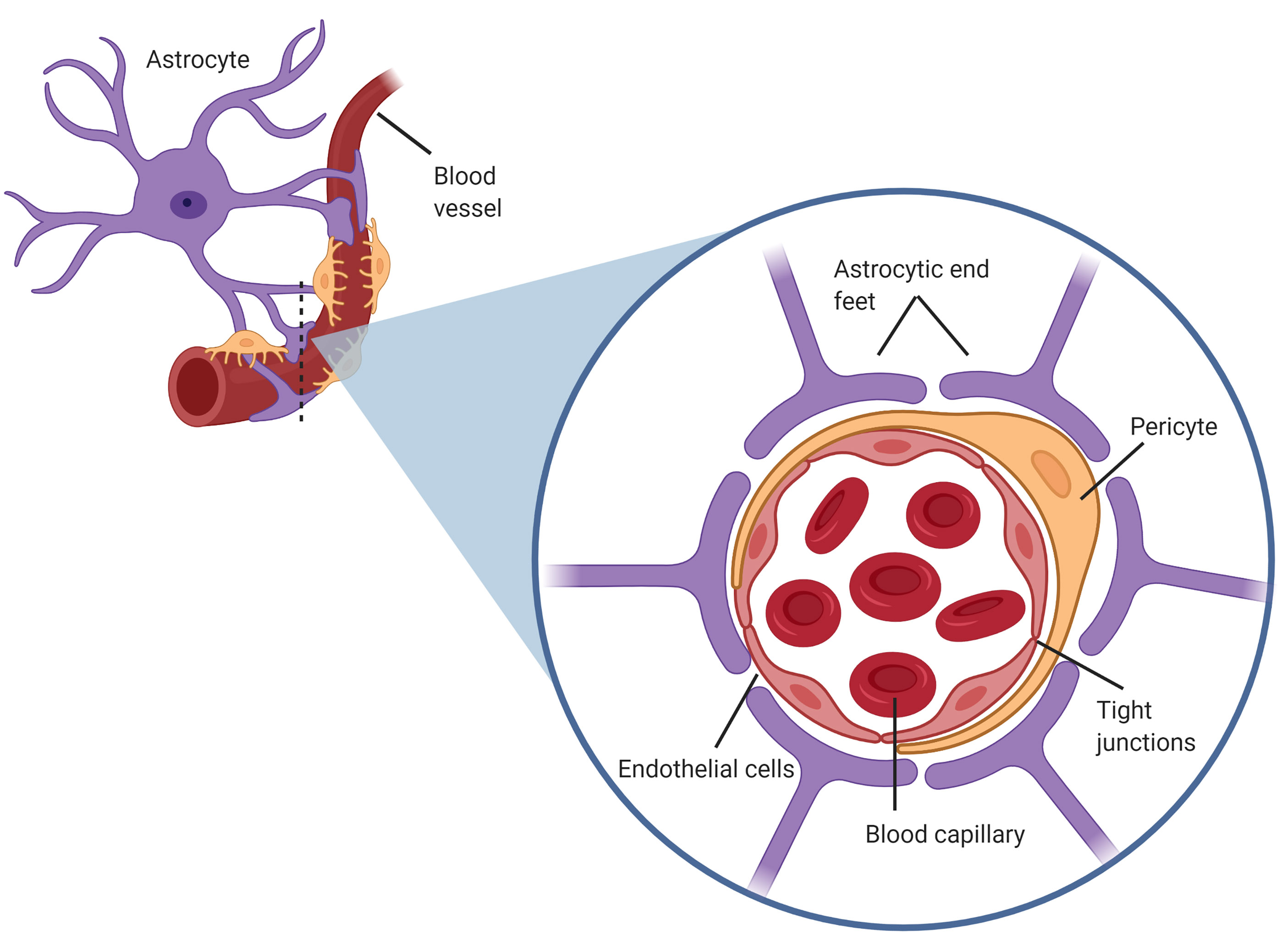 Astrocyte attached to blood vessel