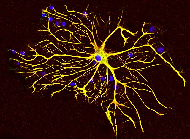 An image of an astrocyte within the brain