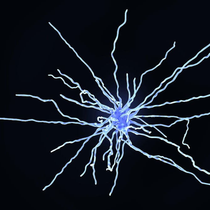 A fibrous astrocyte