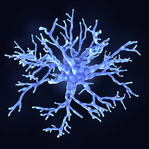 A protoplasmic astrocyte